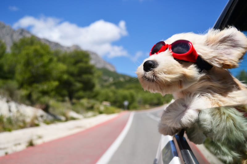 Road Trips With Your Dog